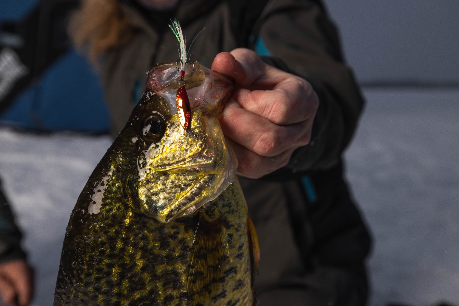 Panfish Leech Flutter Spoon
