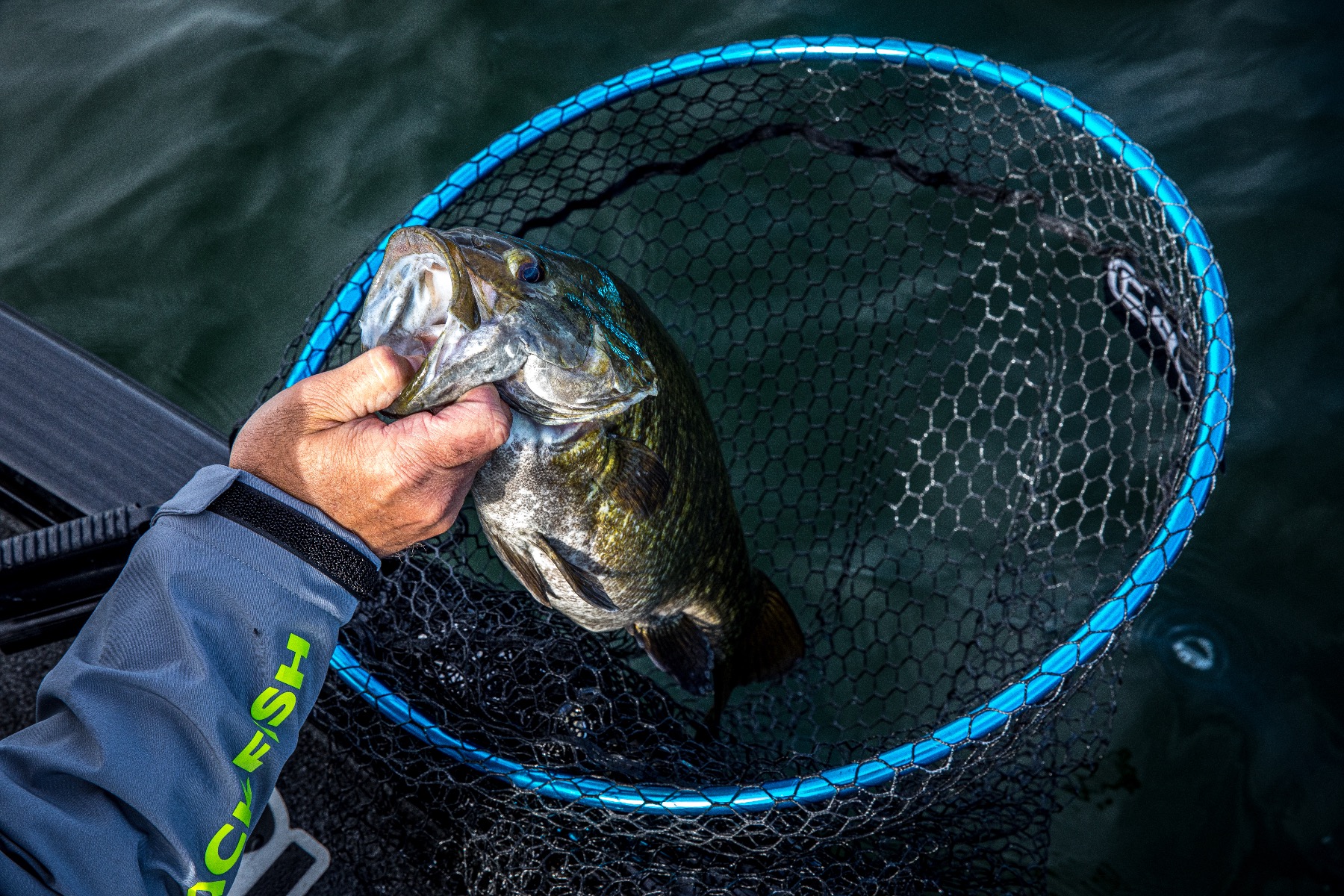 Fortis Nets